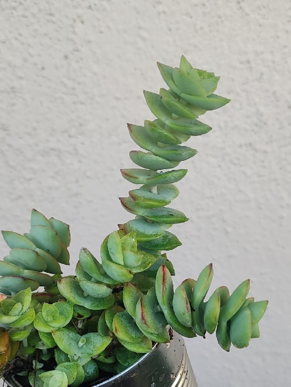 Green Succulent Plant in Silver Tin Planter - Unbranded - Picture 3 of 6